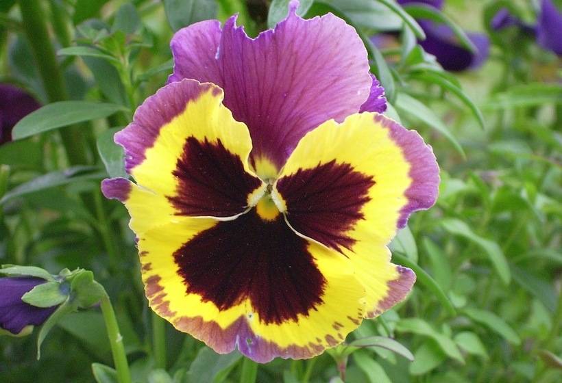 ペンション Chez Louis Chambres D Hôtes