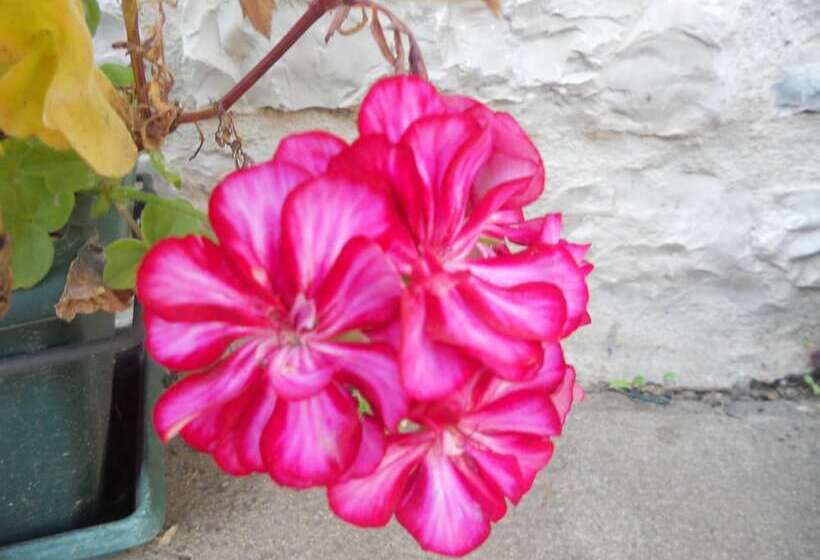 ペンション Chez Louis Chambres D Hôtes