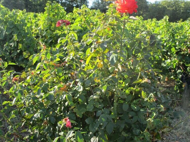 פנסיון Luxe Et Sérénité