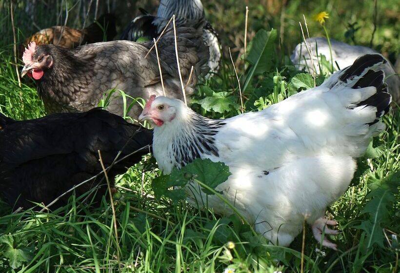 膳宿费 Au Pre Des Sources