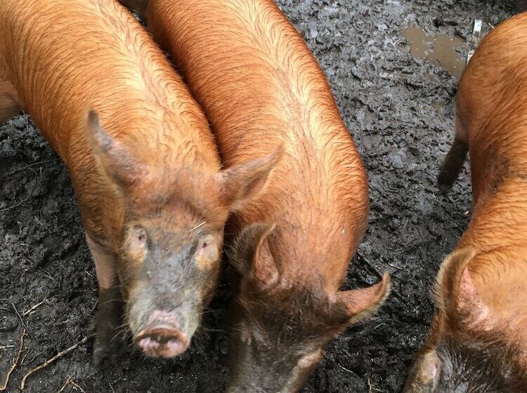 بنسيون Higher Trenear Farm B&b