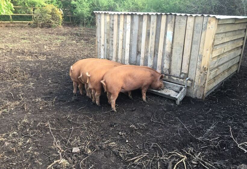 بنسيون Higher Trenear Farm B&b