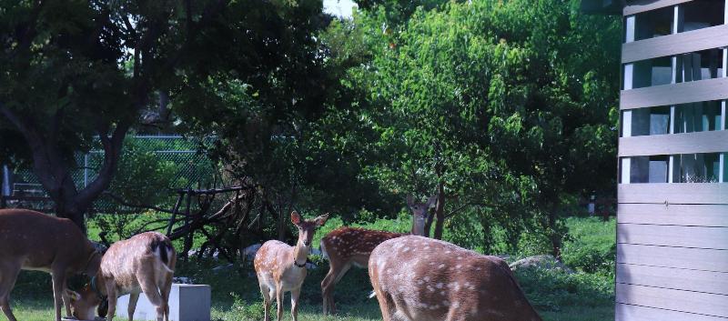 پانسیون 頌謙文旅 梅花鹿同住