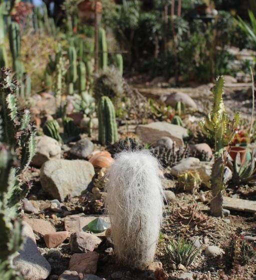 민박 Los Cactus De Islón