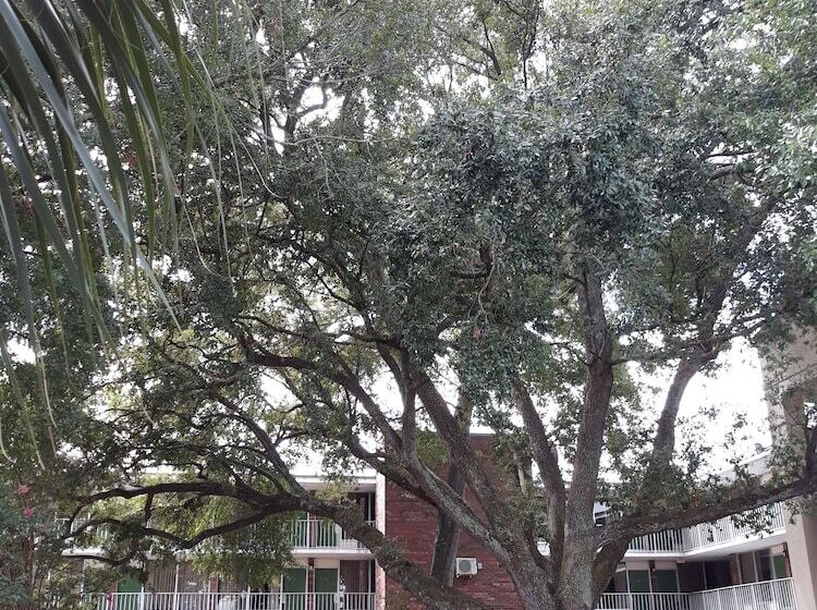 Отель Days Inn By Wyndham Mt Pleasantcharlestonpatriots Point