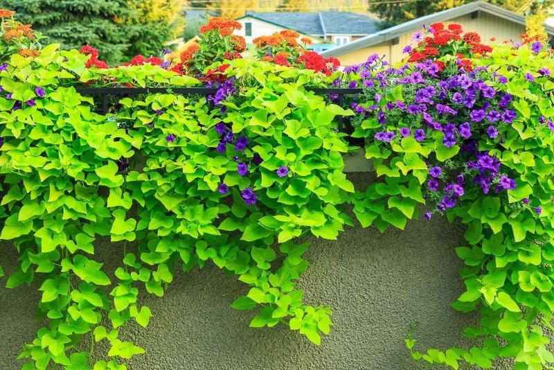 Отель Der Ritterhof Inn