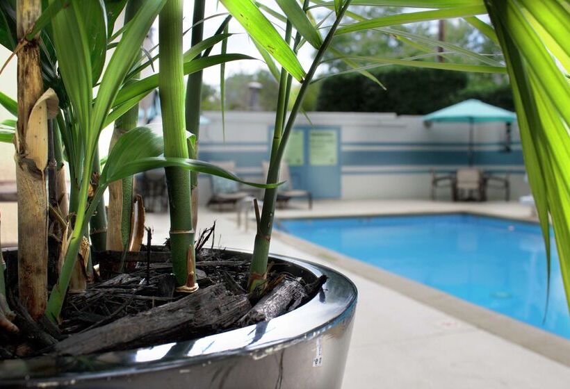 בית מלון כפרי Doubletree By Hilton Charlotte Uptown