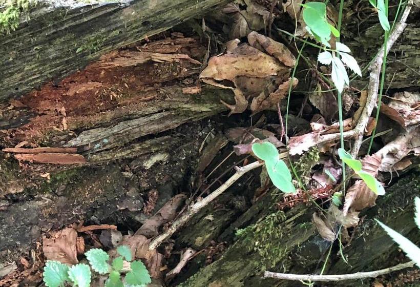 펜션 Casa Albert Valea Avrigului