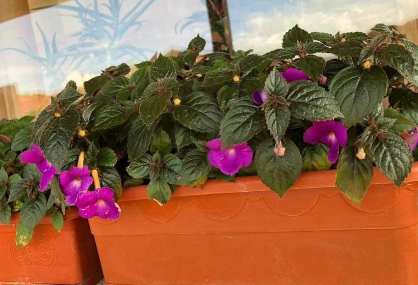 펜션 Casa Albert Valea Avrigului