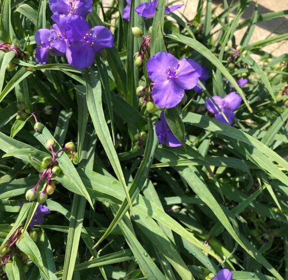 펜션 Casa Albert Valea Avrigului