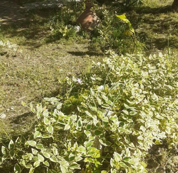 پانسیون Guest House Amazon