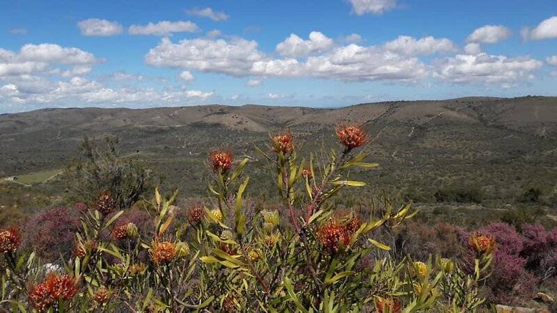 هتل Barefoot Addo Elephant Lodge