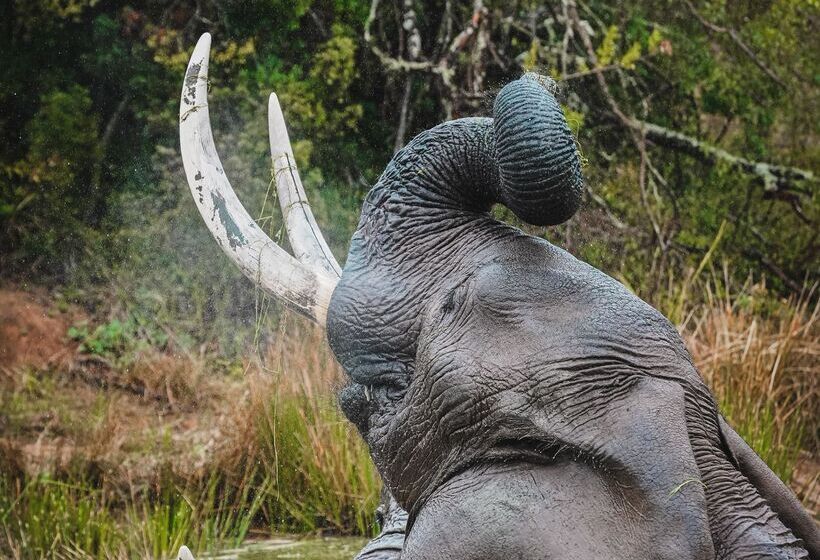 هتل Barefoot Addo Elephant Lodge