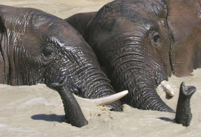 هتل Barefoot Addo Elephant Lodge