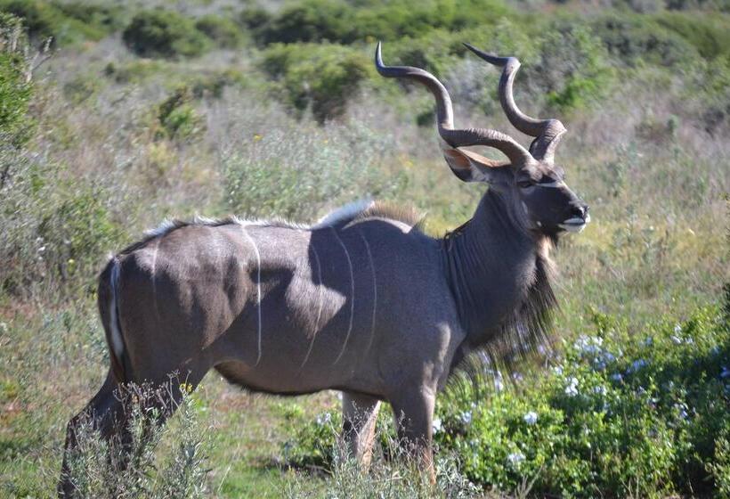 هتل Barefoot Addo Elephant Lodge