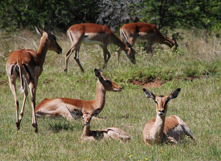 هتل Barefoot Addo Elephant Lodge