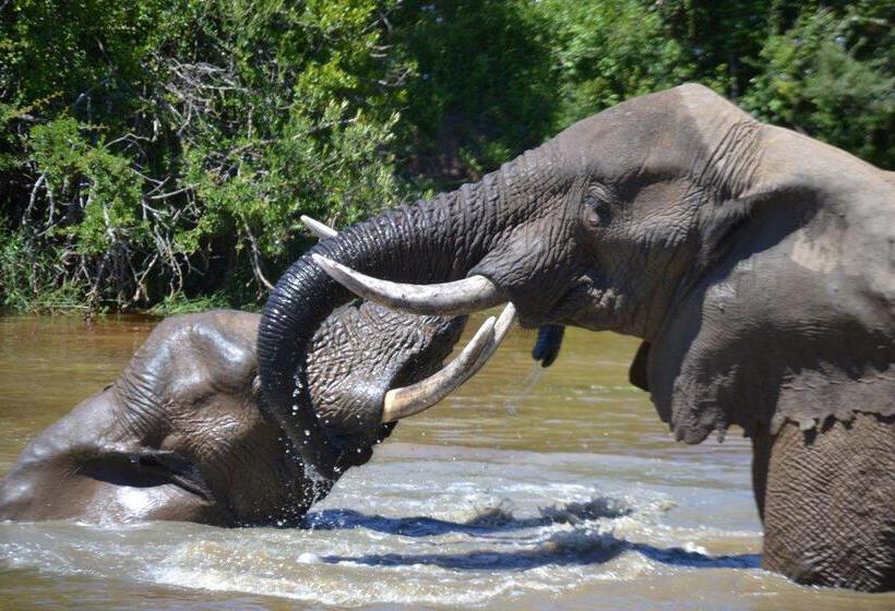 هتل Barefoot Addo Elephant Lodge