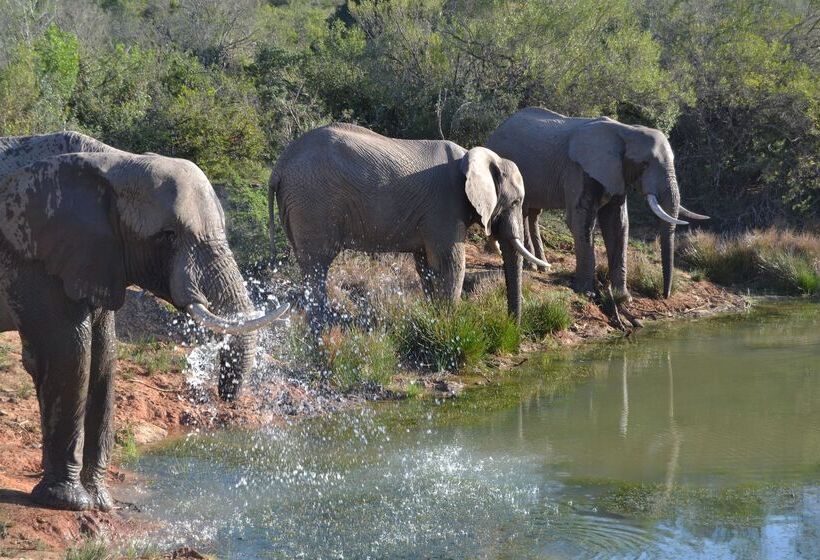 هتل Barefoot Addo Elephant Lodge