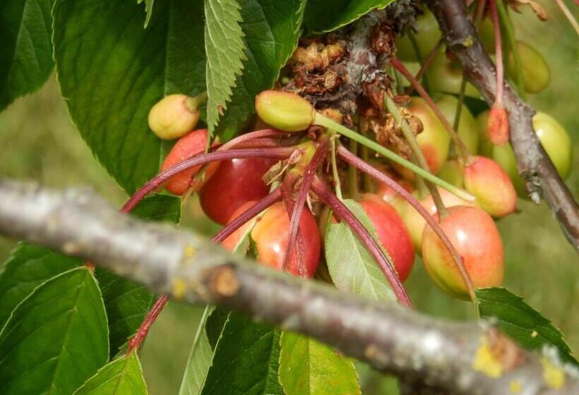 Pensionat Le Clos De La Vigneronne