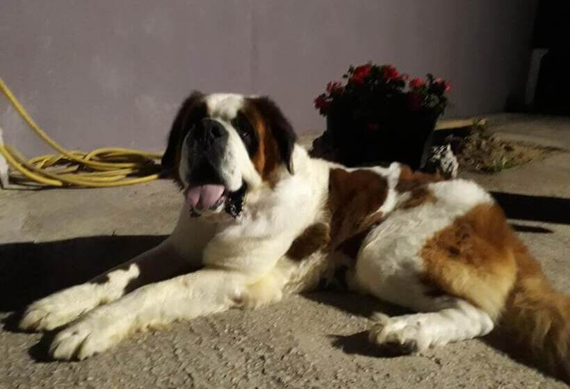 مبيت وإفطار Pensione Degli Ulivi