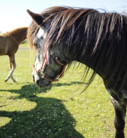 Stutteri Skandihest Apartments
