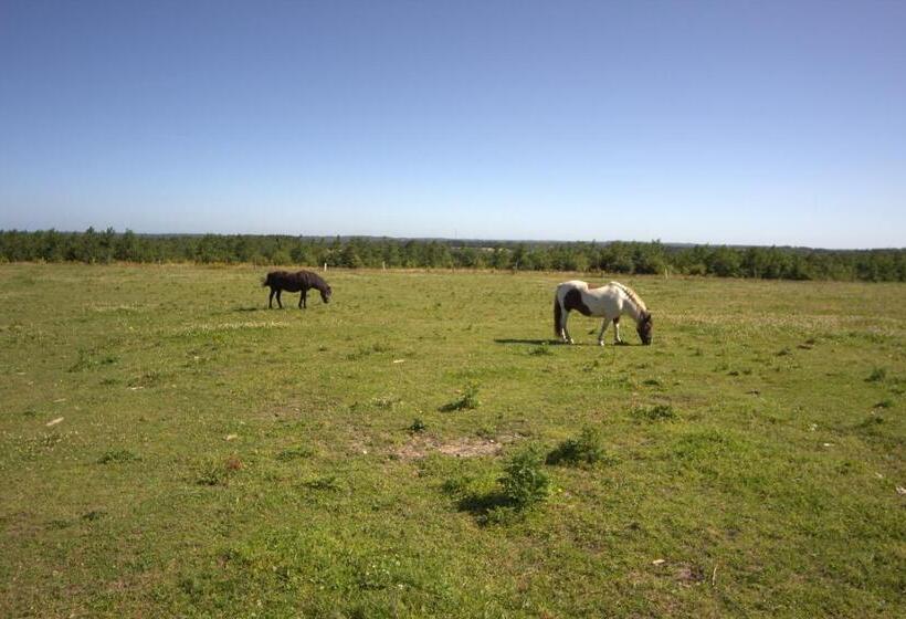 Stutteri Skandihest Apartments