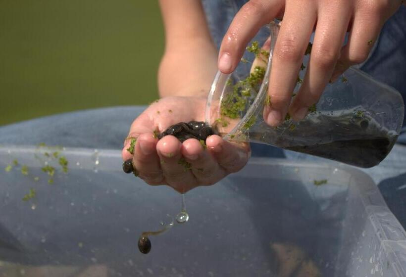 Stutteri Skandihest Apartments