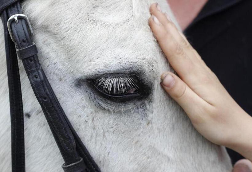 Stutteri Skandihest Apartments