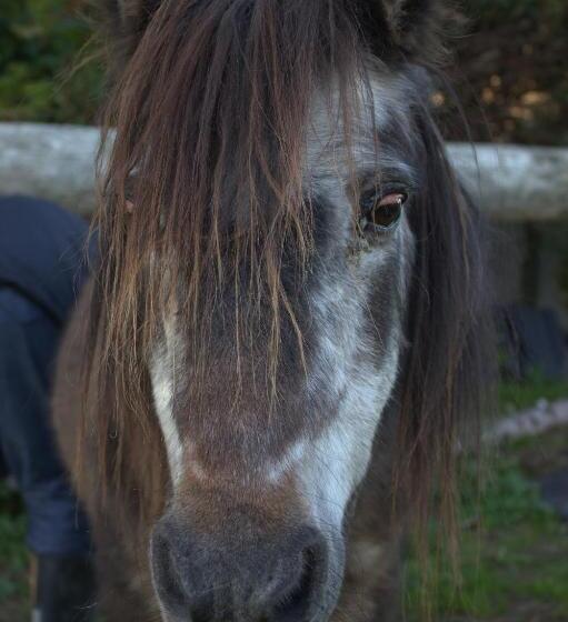Stutteri Skandihest Apartments
