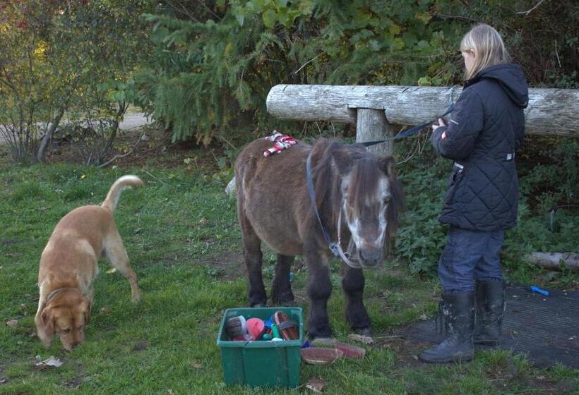 Stutteri Skandihest Apartments