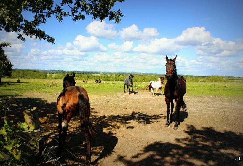 Stutteri Skandihest Apartments