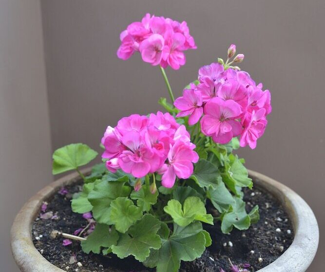 Katerina Apartments 1