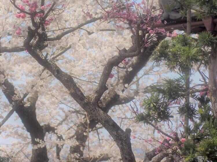 بنسيون Bishamon House