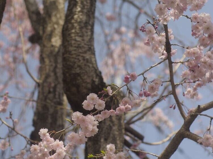بنسيون Bishamon House