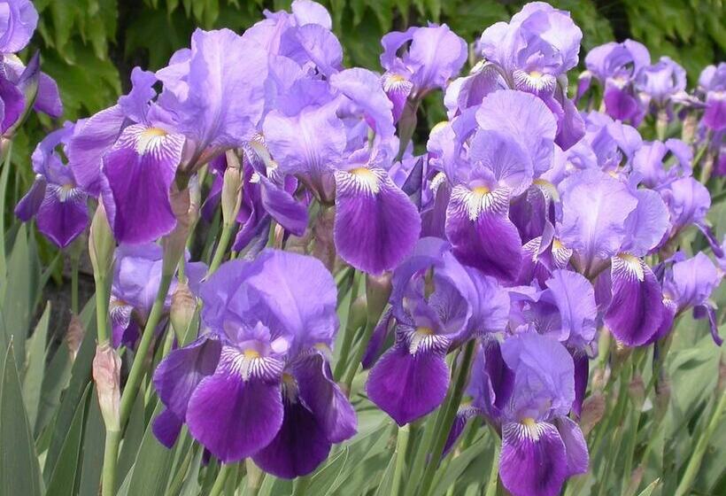 בית מלון כפרי Arriga Alta