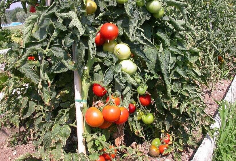 בית מלון כפרי Arriga Alta