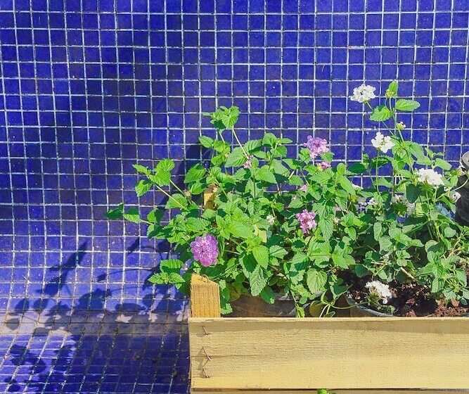 B&b Massico Apartments