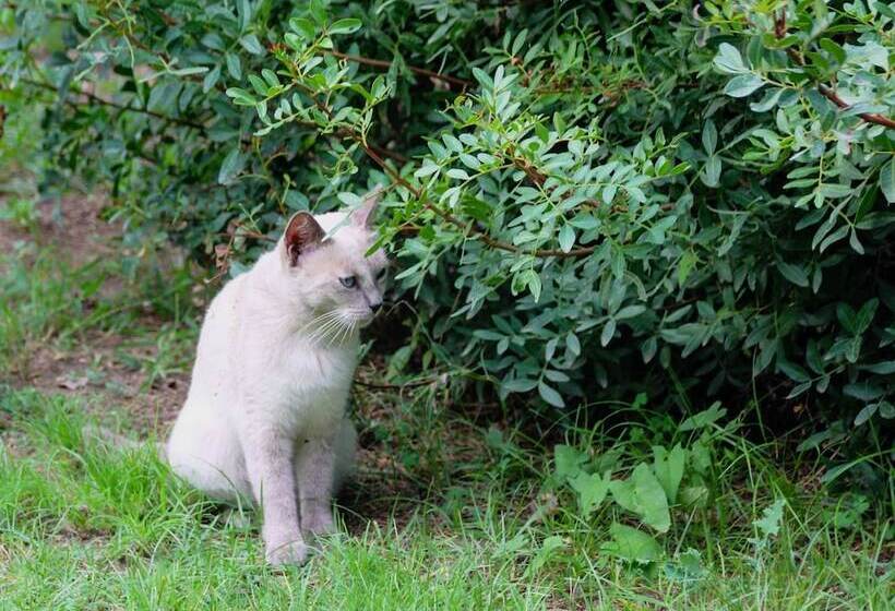 B&b Massico Apartments