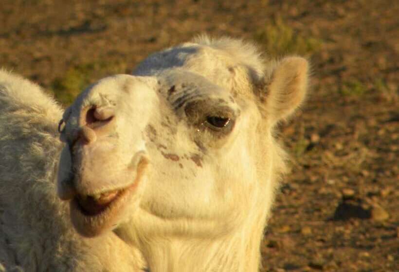 בית מלון כפרי Camp Zagora