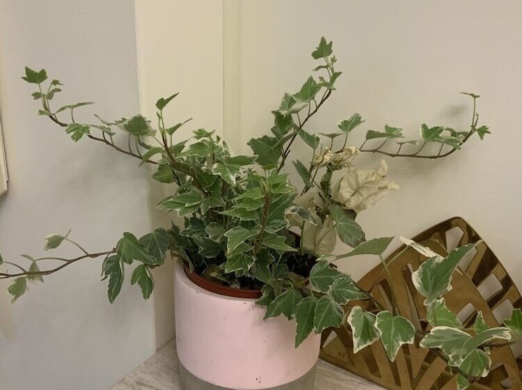 پانسیون Burano Yellow Villa