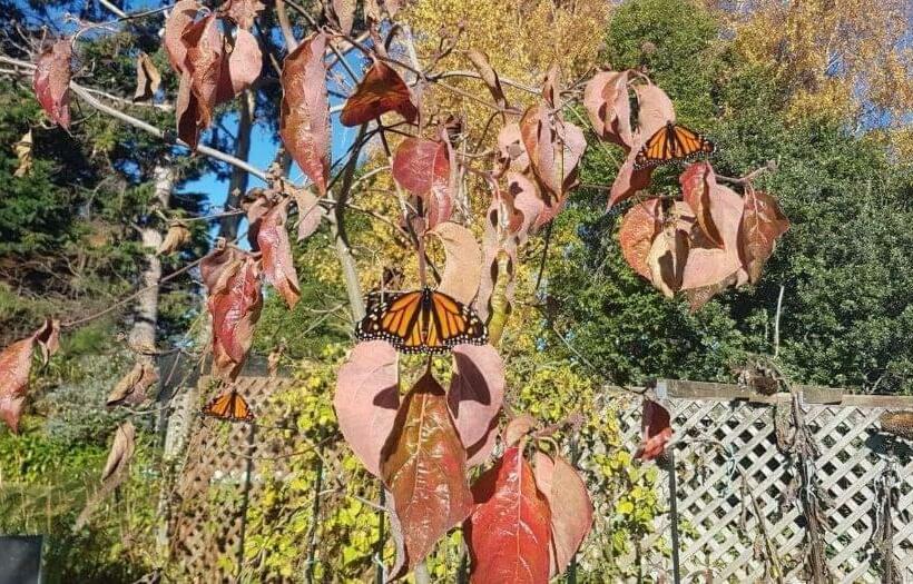 צימר The Jolly Poacher Retreat