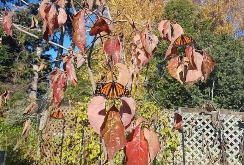 צימר The Jolly Poacher Retreat