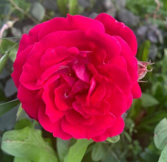 فندق The Pushkar Flower