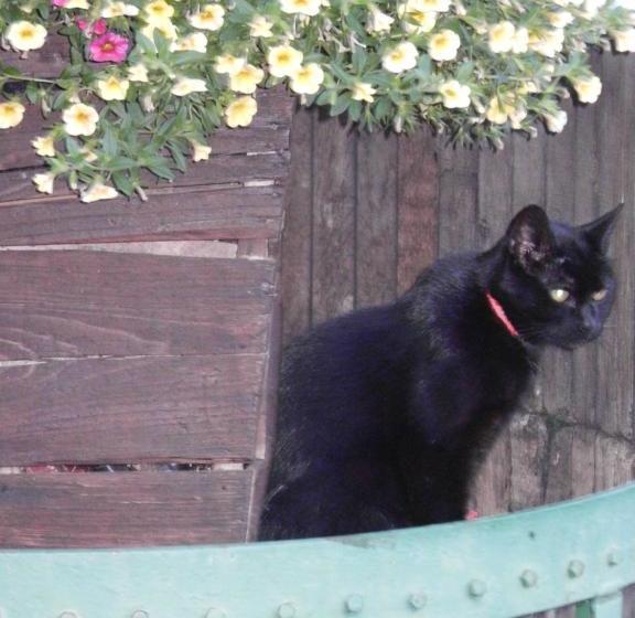 ペンション Ferienweinhaus Römer Knodt