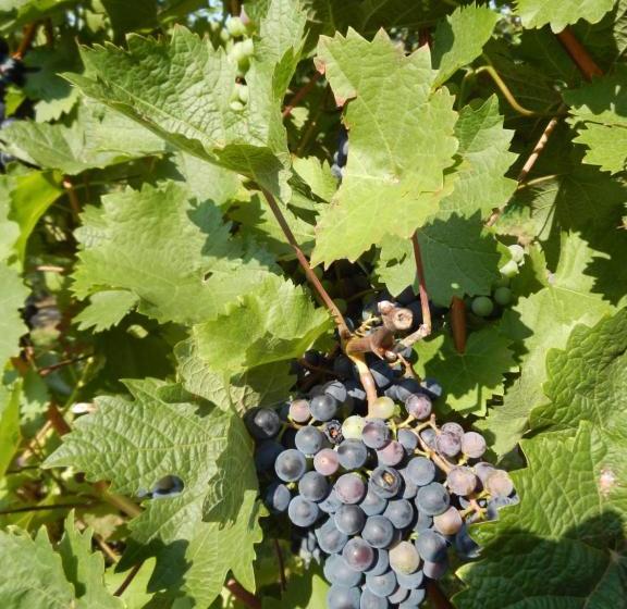 ペンション Ferienweinhaus Römer Knodt