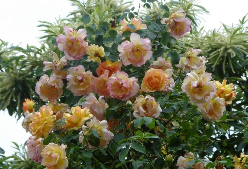 مبيت وإفطار Pension Zur Rose