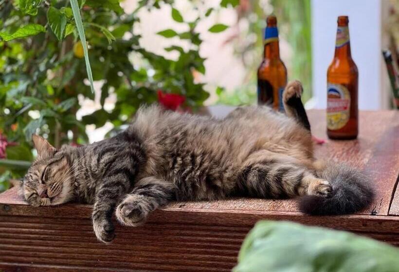 Gadea Boutique Hotel& Gadea Garden Italian Restaurant