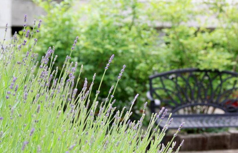 בית מלון כפרי Hakuba Moegi