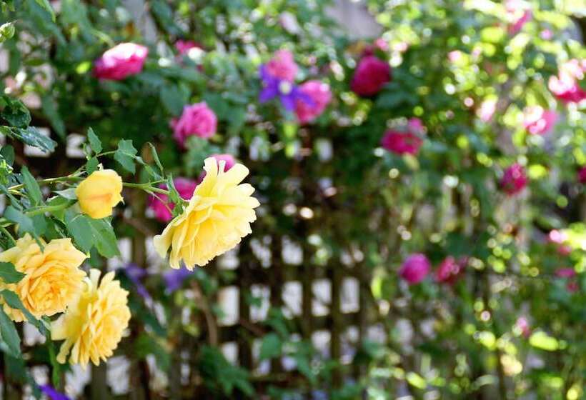 בית מלון כפרי Hakuba Moegi