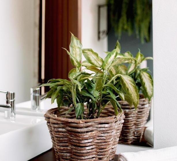 בית מלון כפרי Sapê Guest